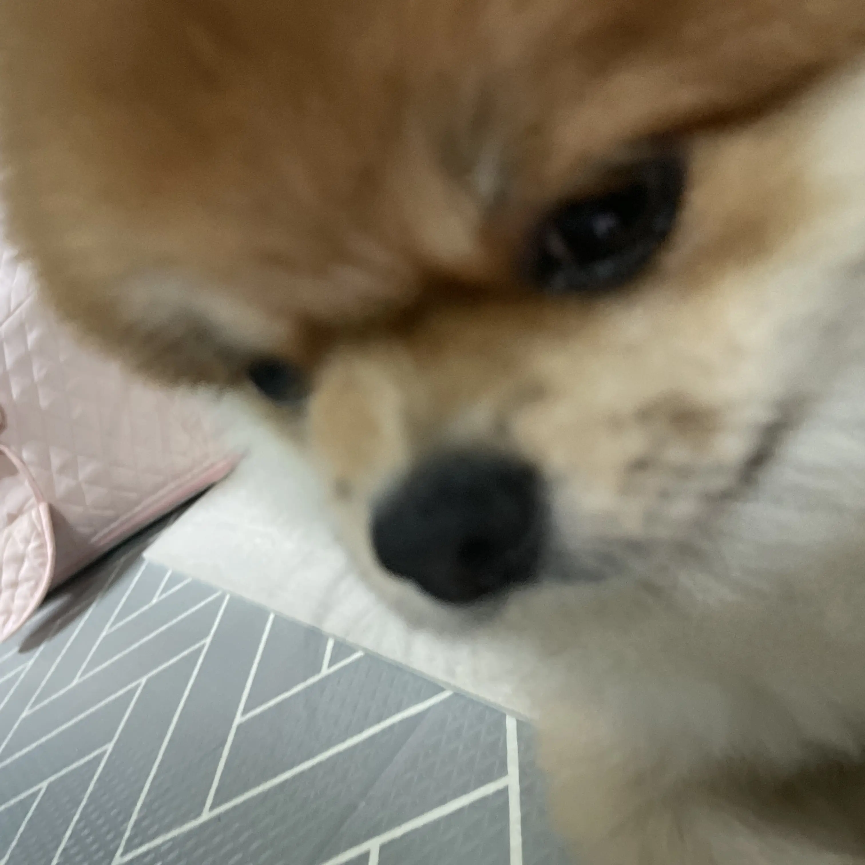 FestalPea2215의 성별바뀌는 물약 대저택+백앤아+여우