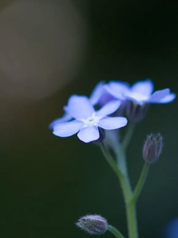 Pyoonpak의 勿忘草  。