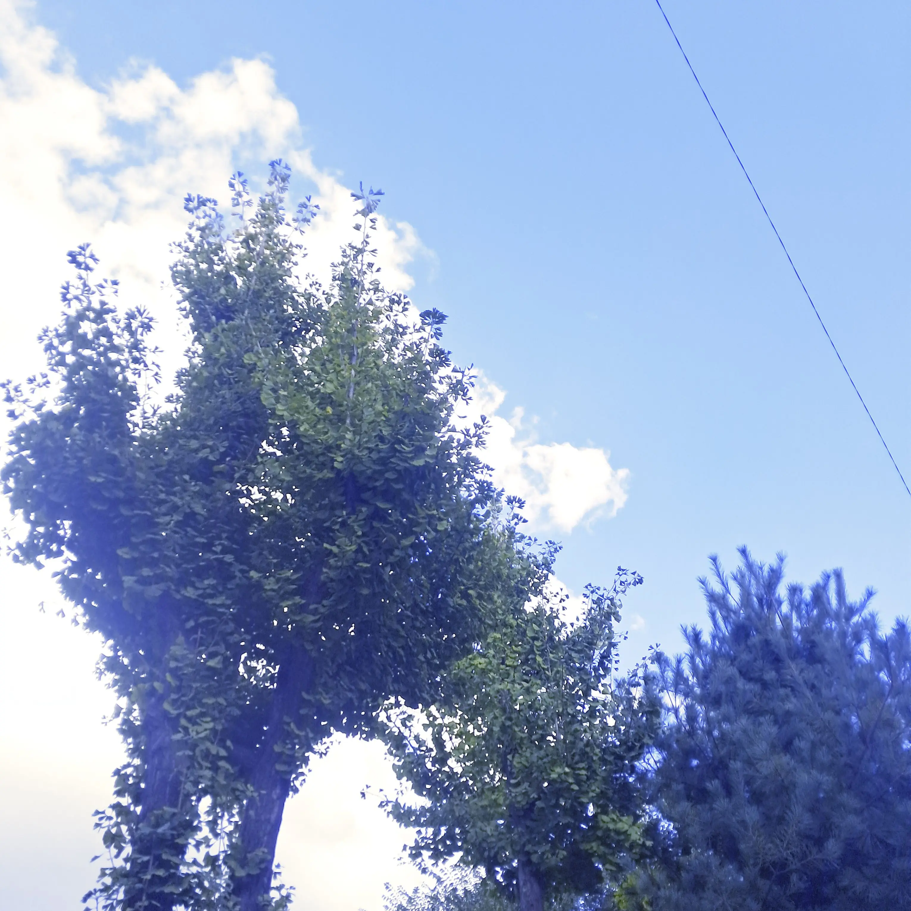 Shi_UNI.T의 잭 - 로판