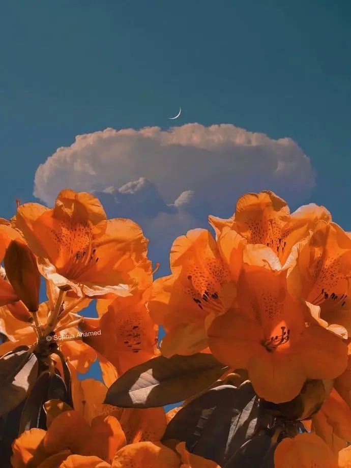 dpxnp의 달을 삼킨 신과 세자