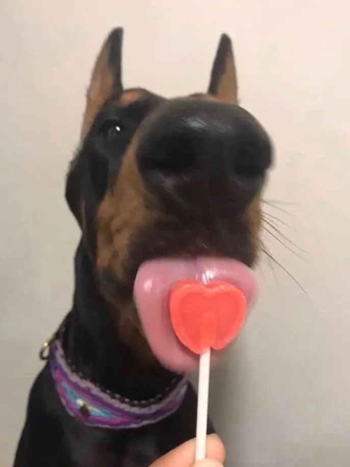 Careful_French-Fries의 월.