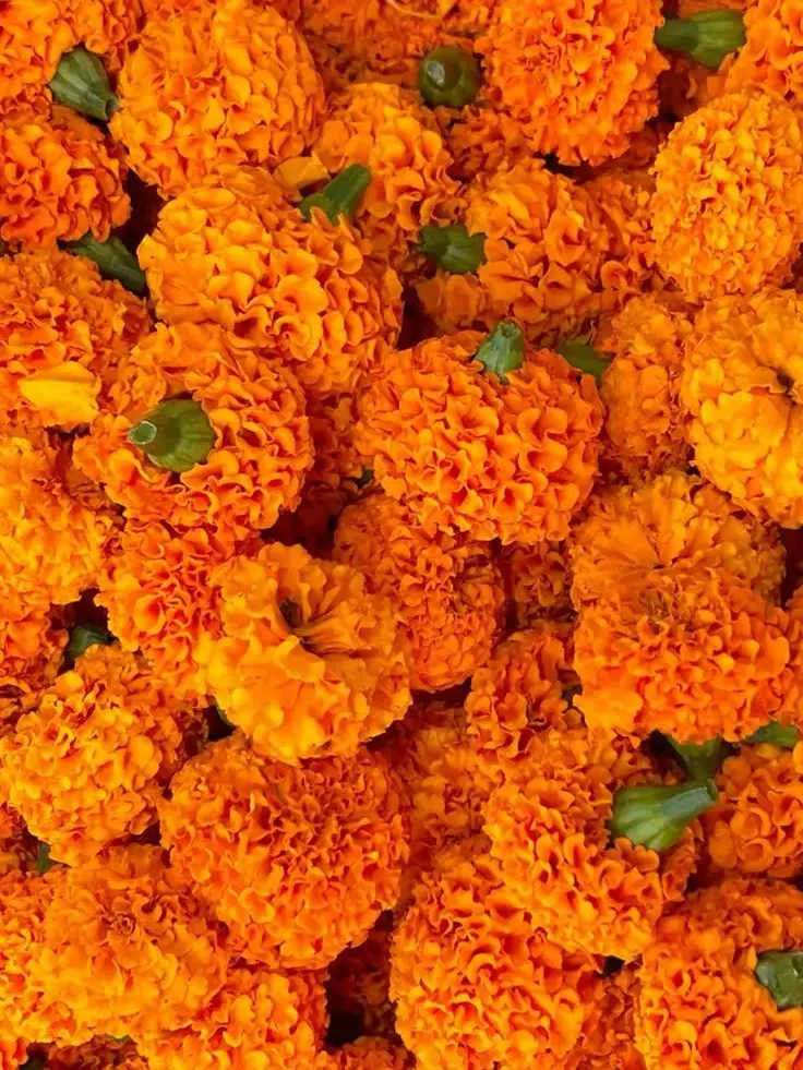 dpxnp의 옆집 여자가 유명 BJ였다