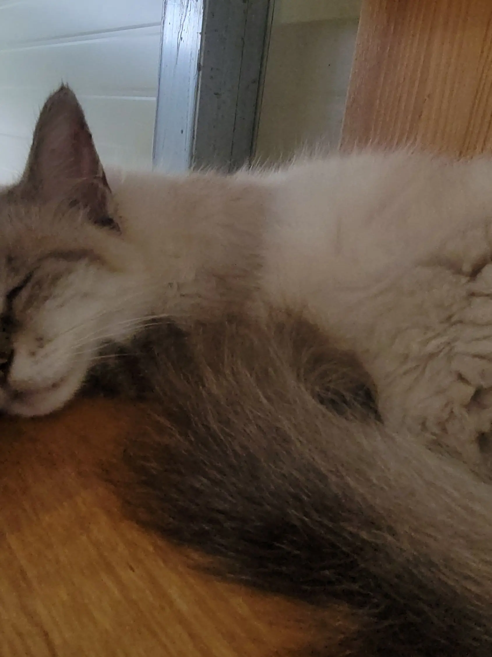 CAT_TAKI의 새해 복 많이 받으세요! -공지-