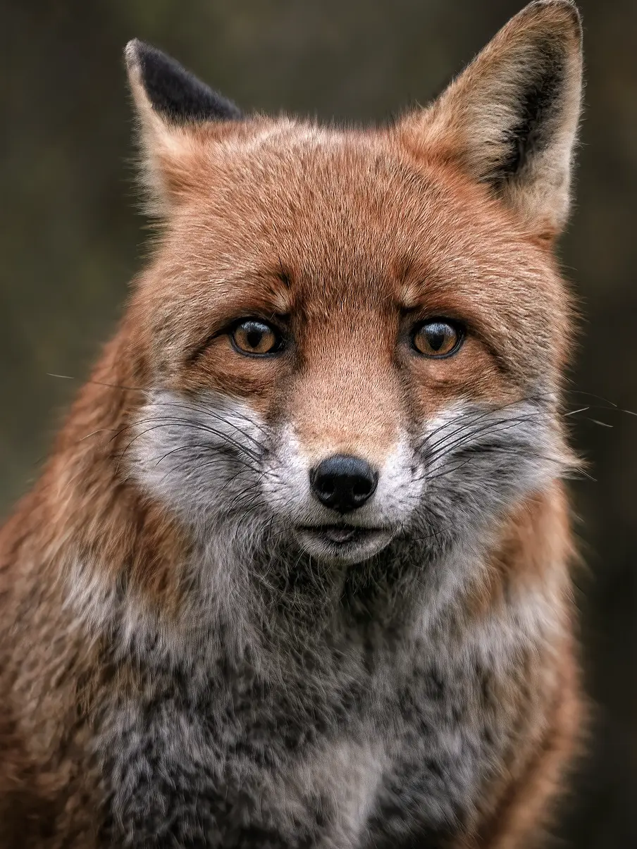 jk7의 🪶 주인바라기 여우