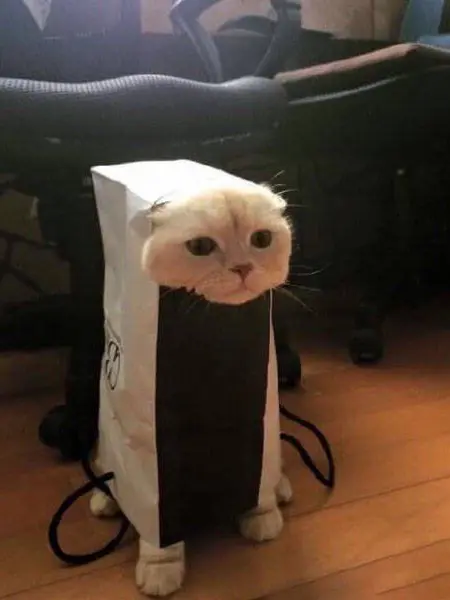 PinkFeast7111의 自分用