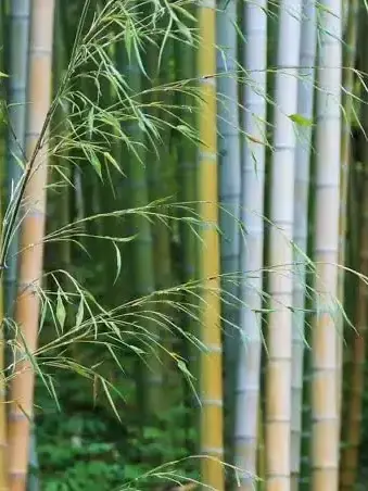 JuicyCumin5980의 대나무