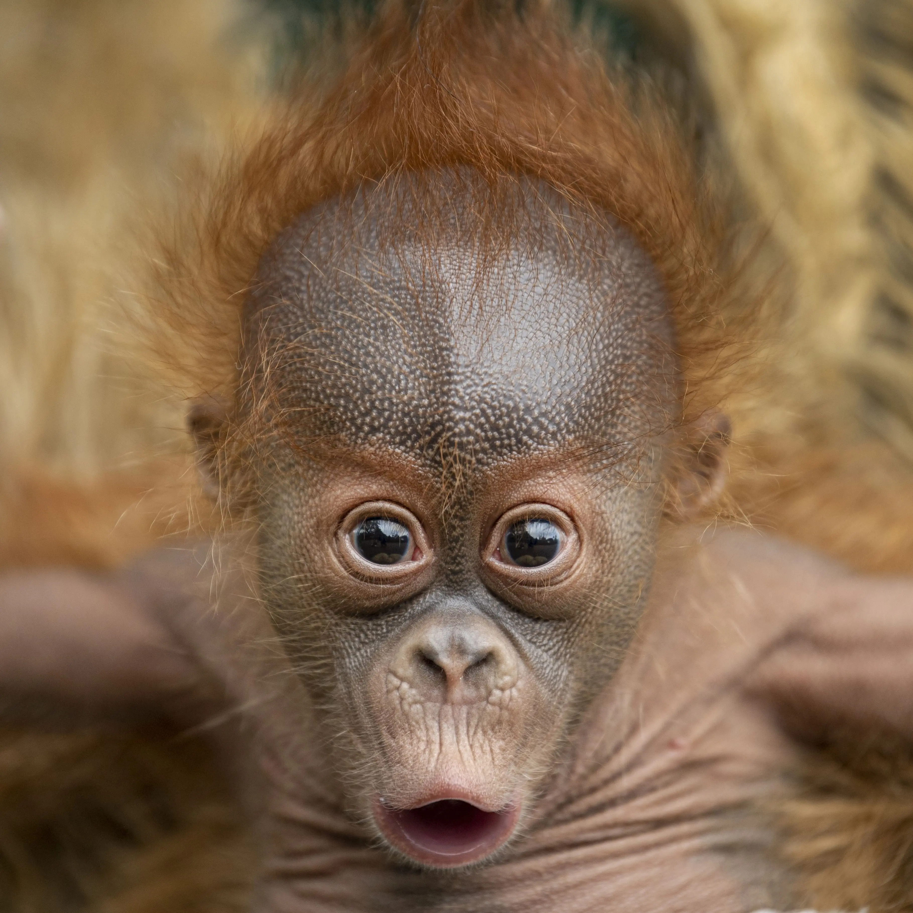 human_being의 로블록스즈