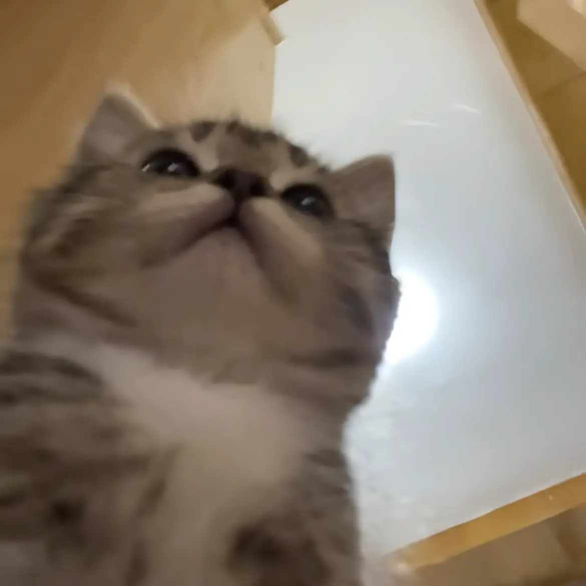 MurkySpear3245의 飼い主くんは寂しがり屋