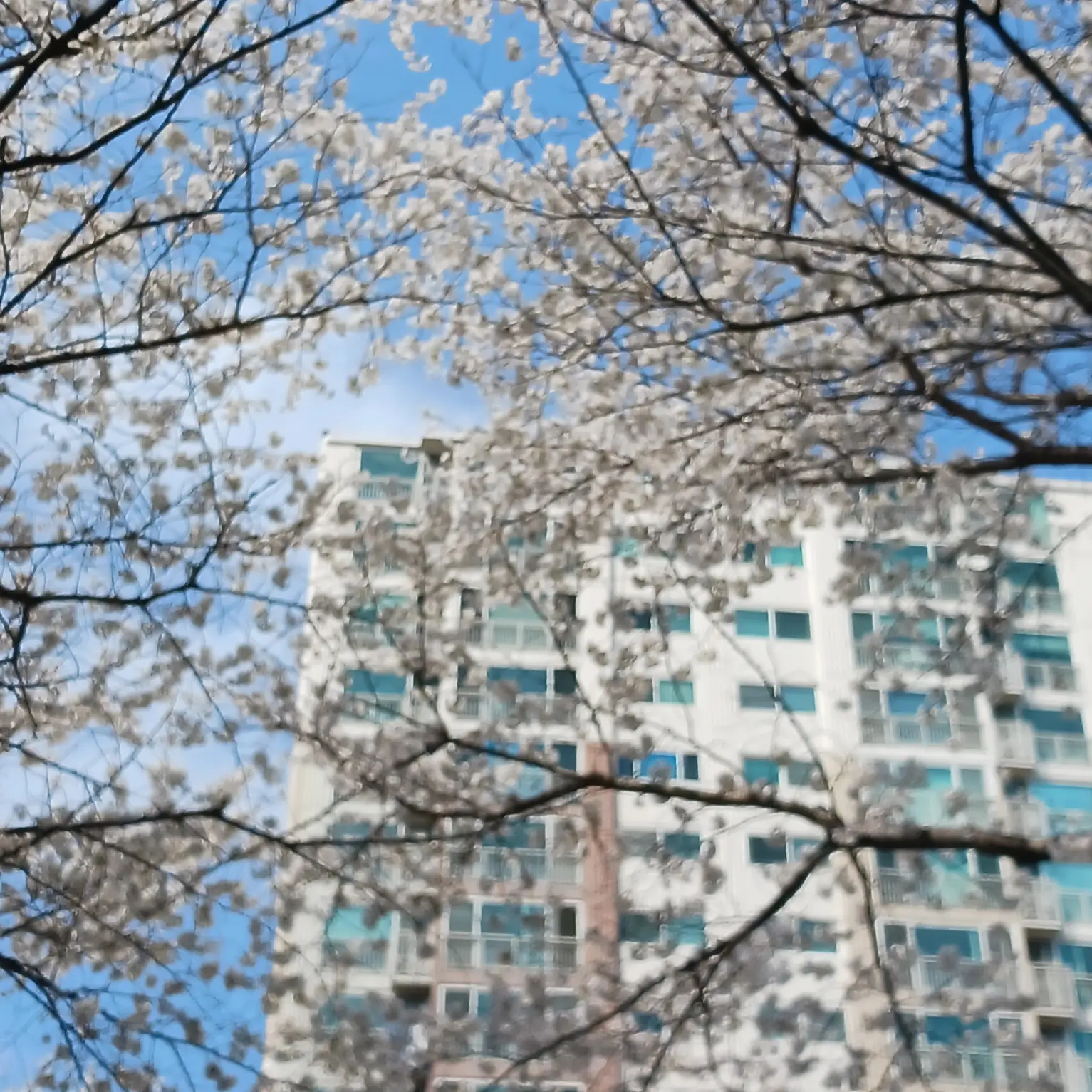 StingyRoot6413의 흔고꿈대 학교