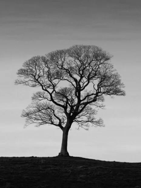 NiceGirl4321의 리레볼루션: 전투