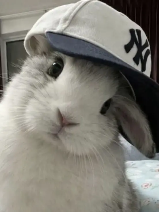INEEDBND의 두마리 수인