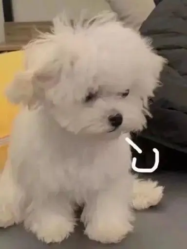 7mOoOm의 난장판 5형제..