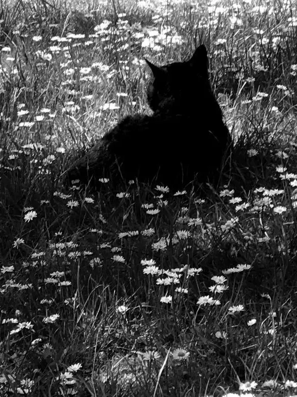 Heptagram_0423.의 공룡 ◇ 각별 ◇ 덕개