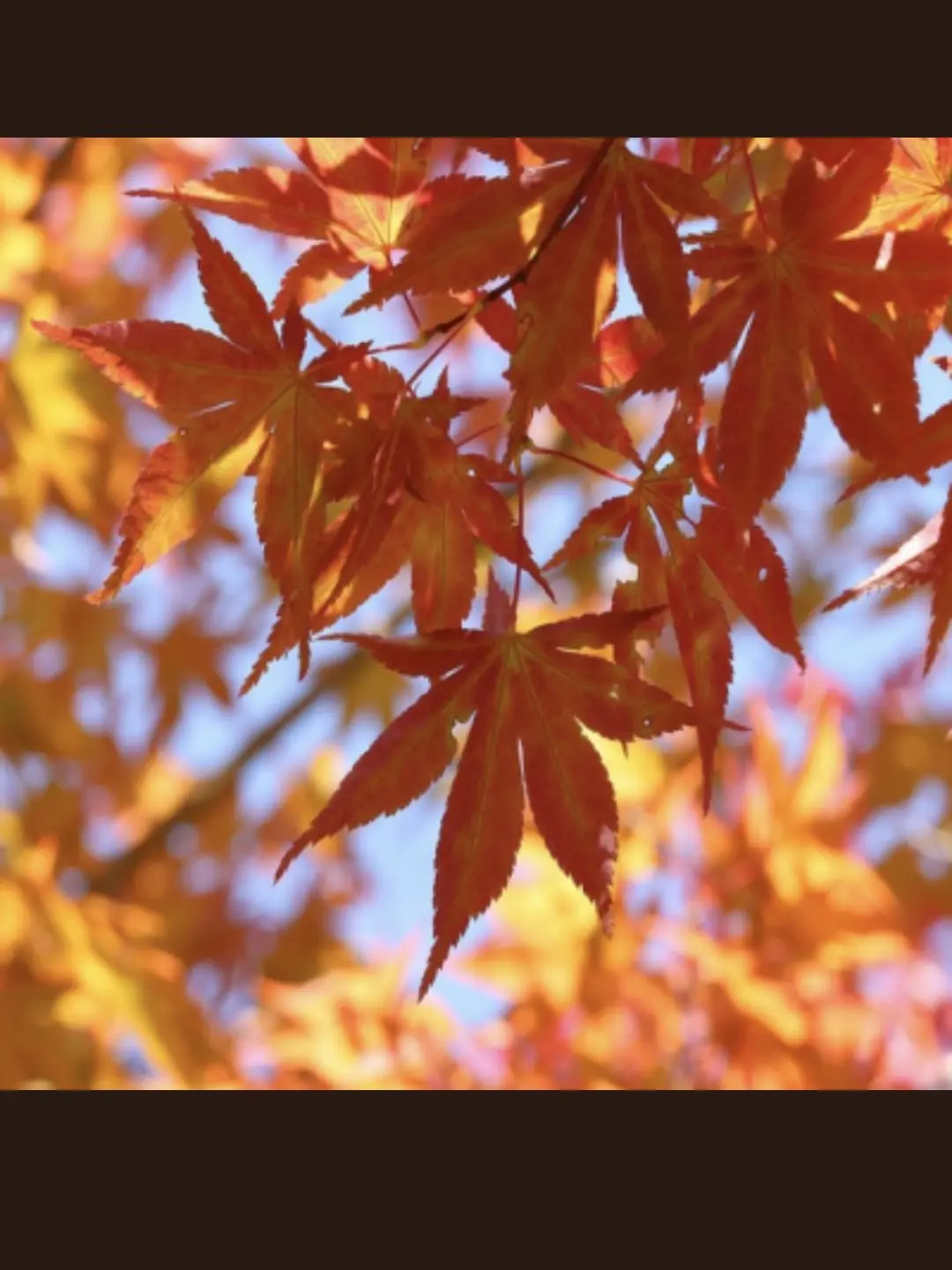 Code_Name-Onyx의 제미니 [ 아빠 ]