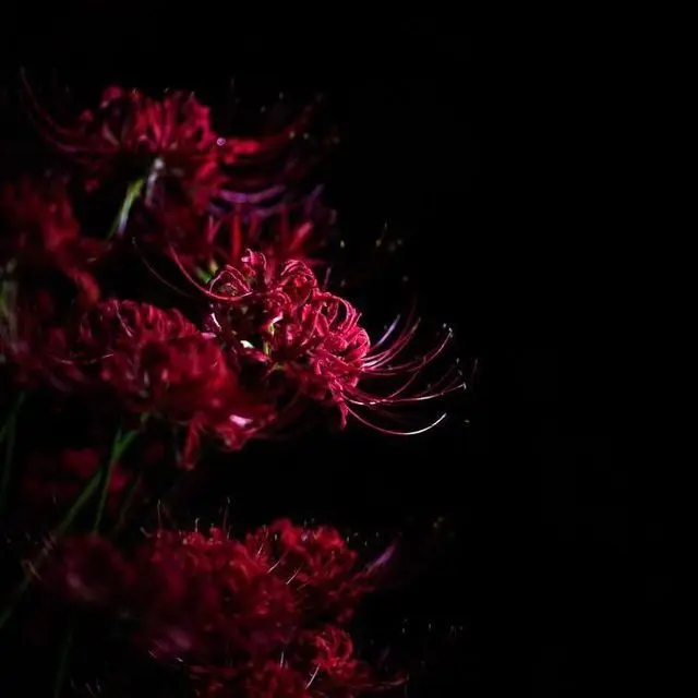 DKI의 무성애자 보스 × 외사랑 부보스