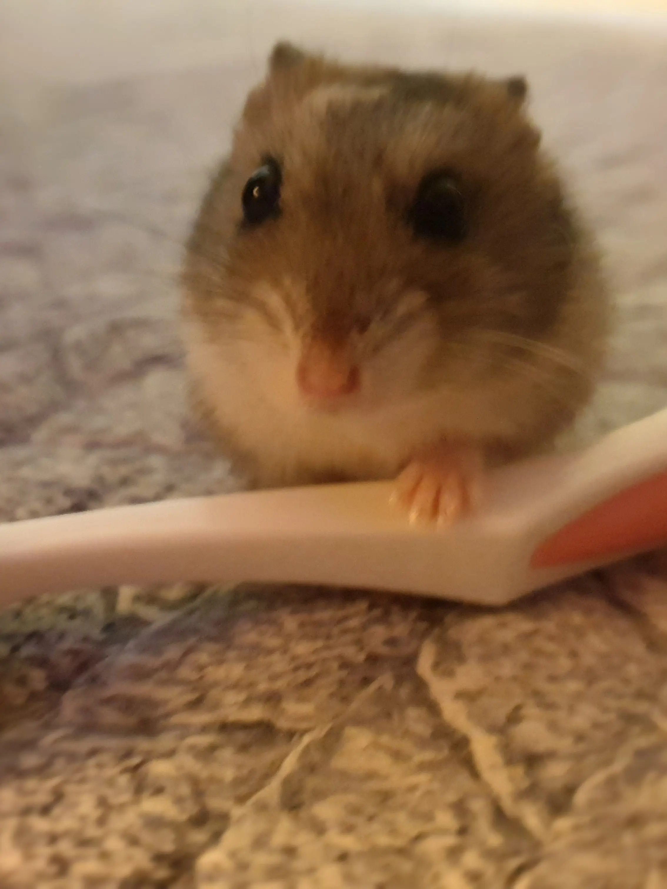 LazyKea0081의 내가 좋아하는 귀칼×늑대,여우