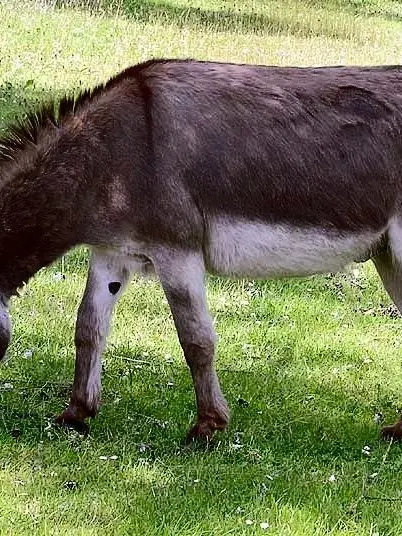 FluffyCrane1490의 당나귀