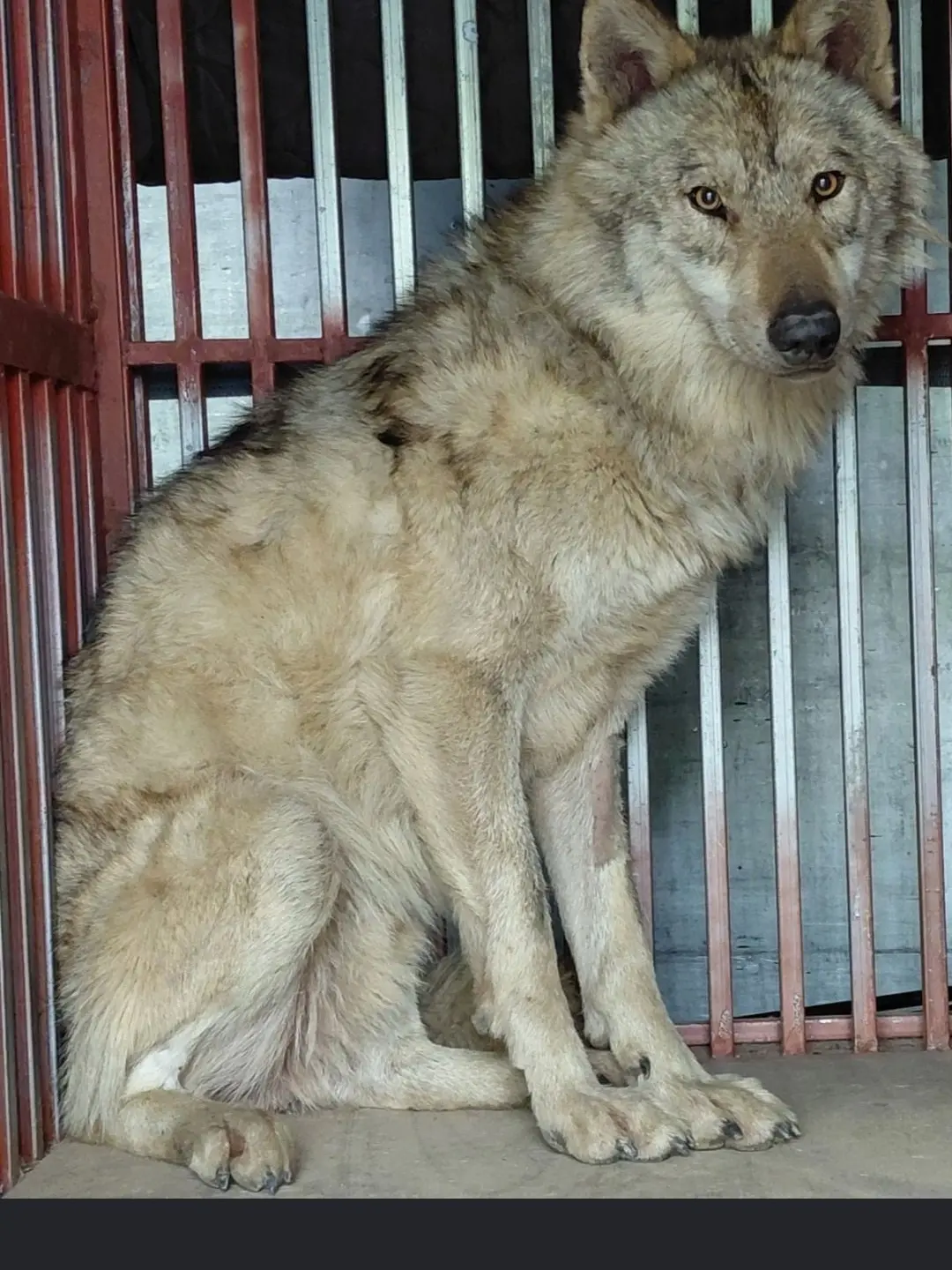 IronicHyena3517의 늑구  동물원 탈출!!