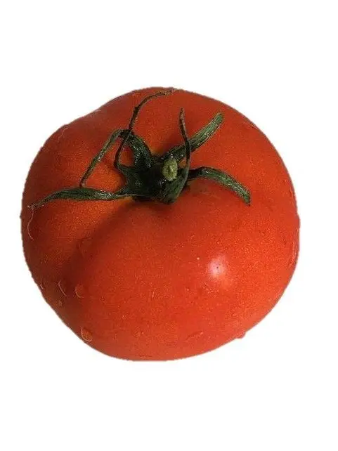 TautTown4575의 치기리 효마