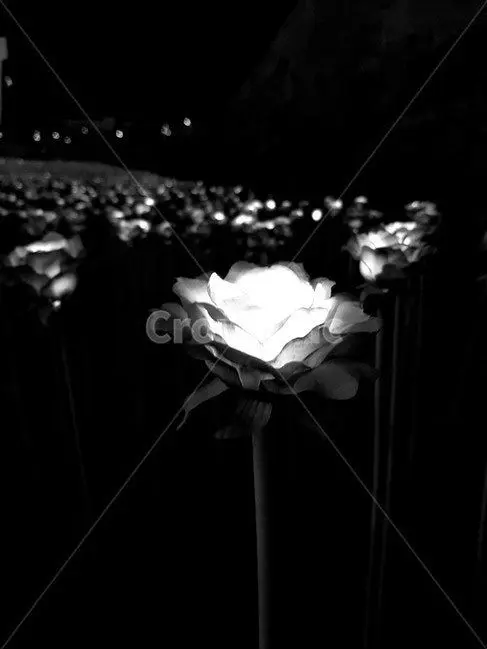Kani_luv-MCSM의 『피스틸버스🌸』