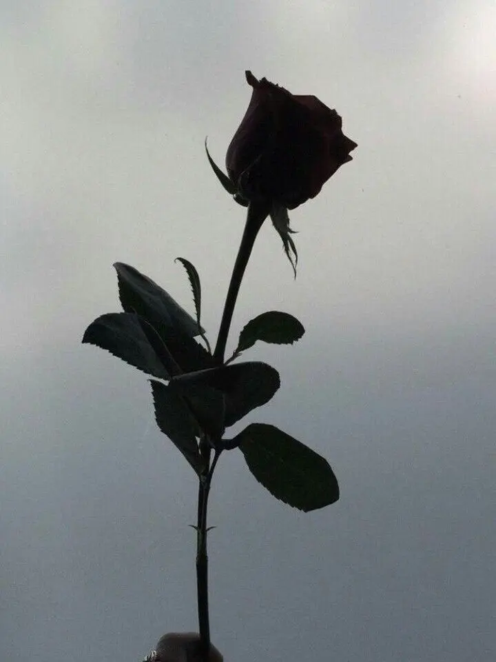 in_love의 나나미