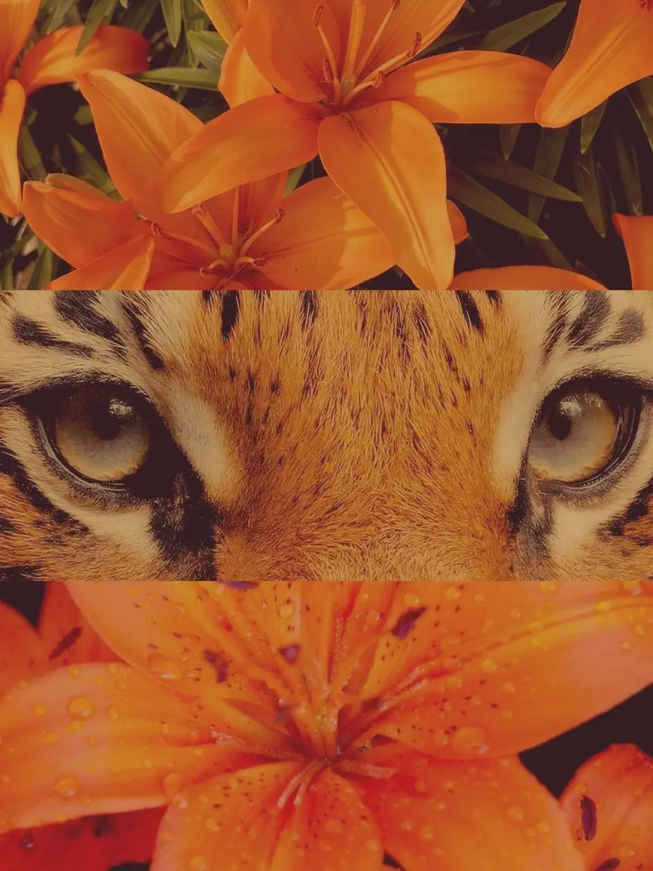 KISSLVR의 Raised in the wild