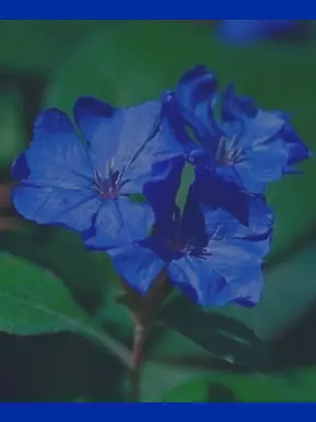 dressing의 남도일