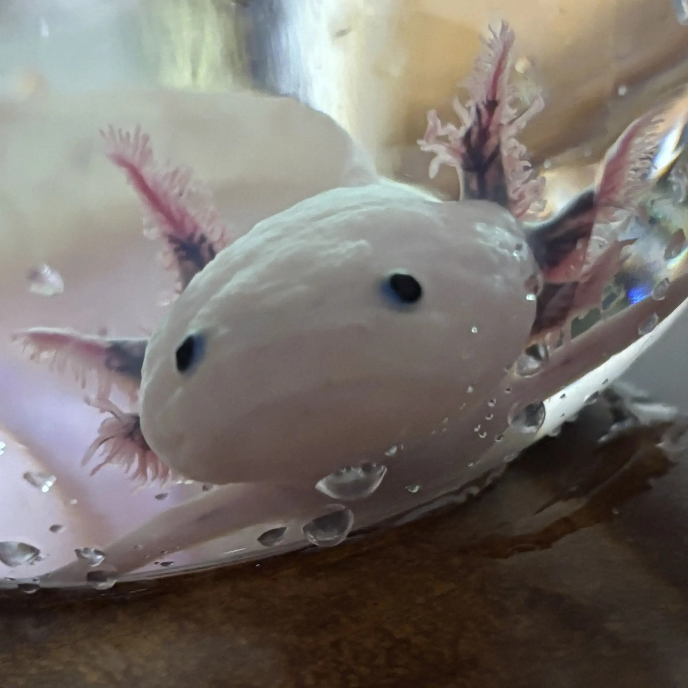 CustomClay5786의 なにぃい