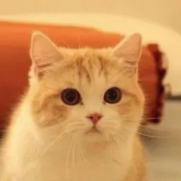 SimpleSkate6377의 먼치킨 고양이