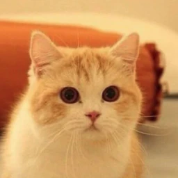 먼치킨 고양이
