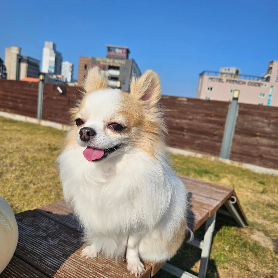 9살 장모 치와와 토리