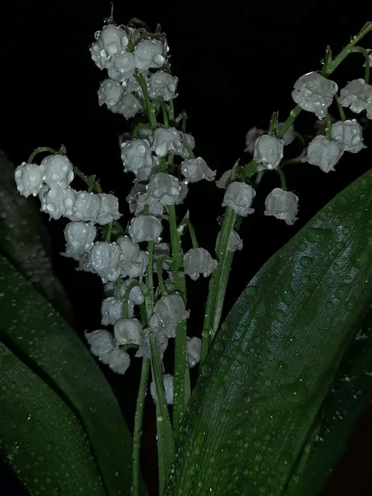 zeta_zeta123의 우리에게도 행복이 주어지길 바라며