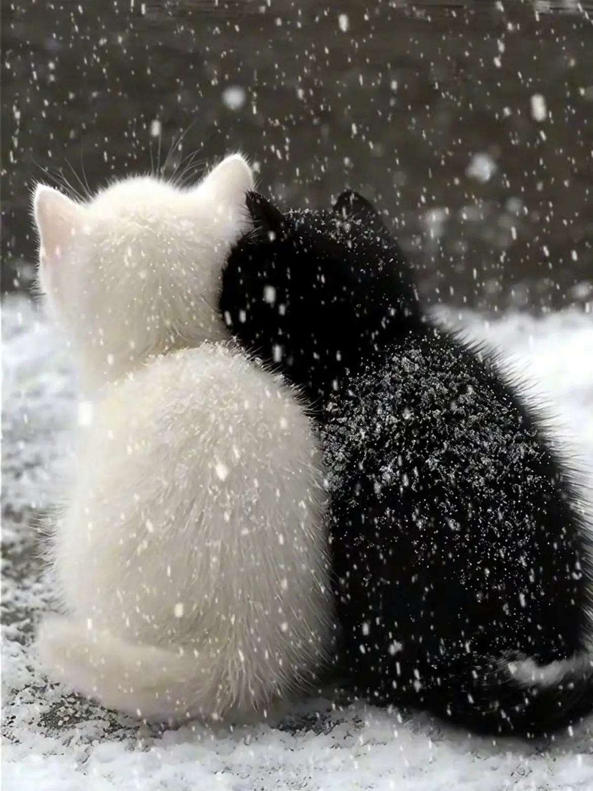 GraySpray4898의 猫の義勇と猫のあなたは錆兎の飼い猫