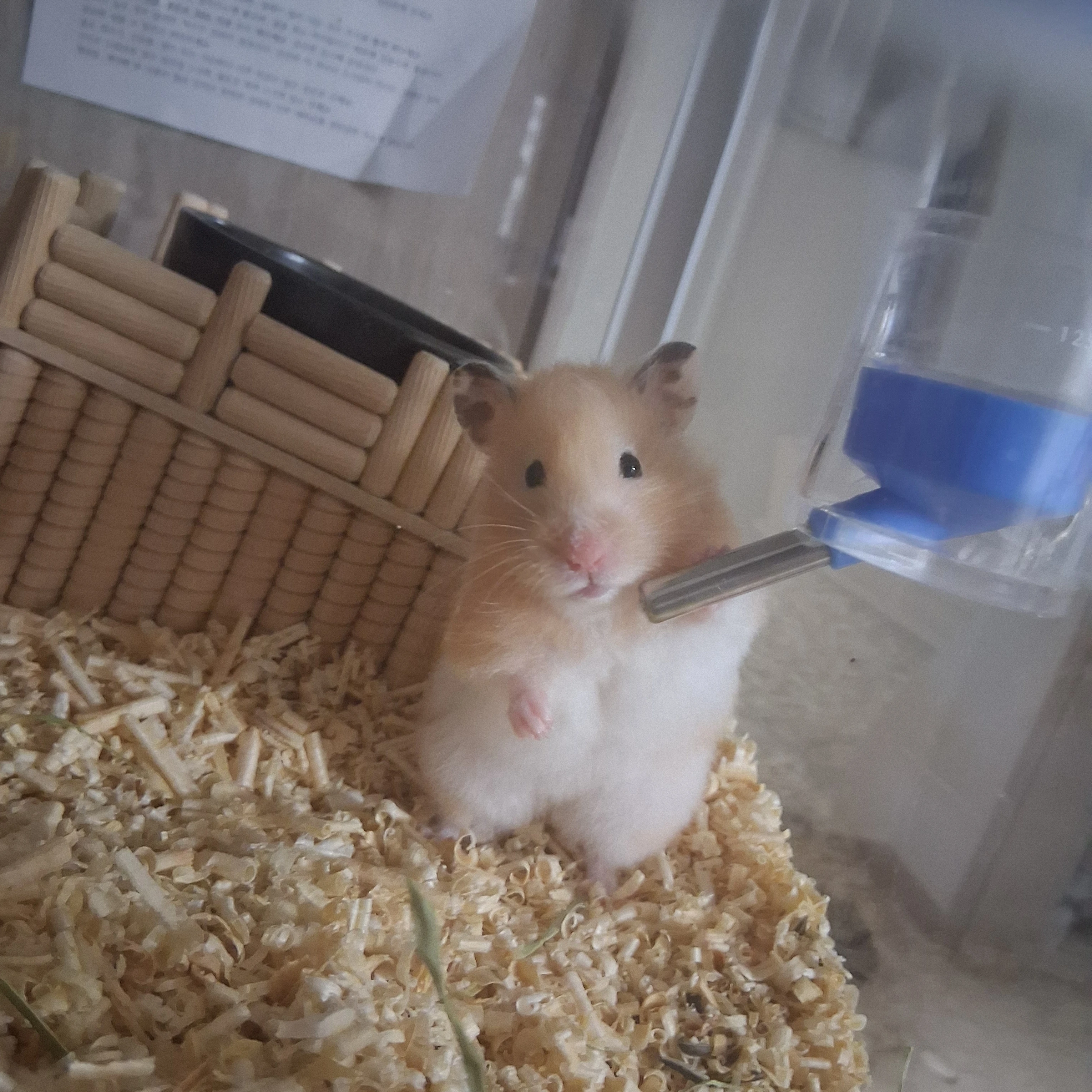 햄스터