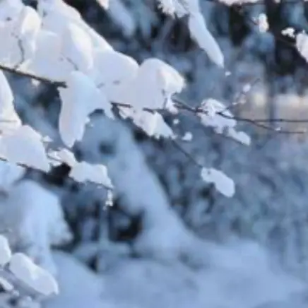 MoodyFruit2658의 雪解け