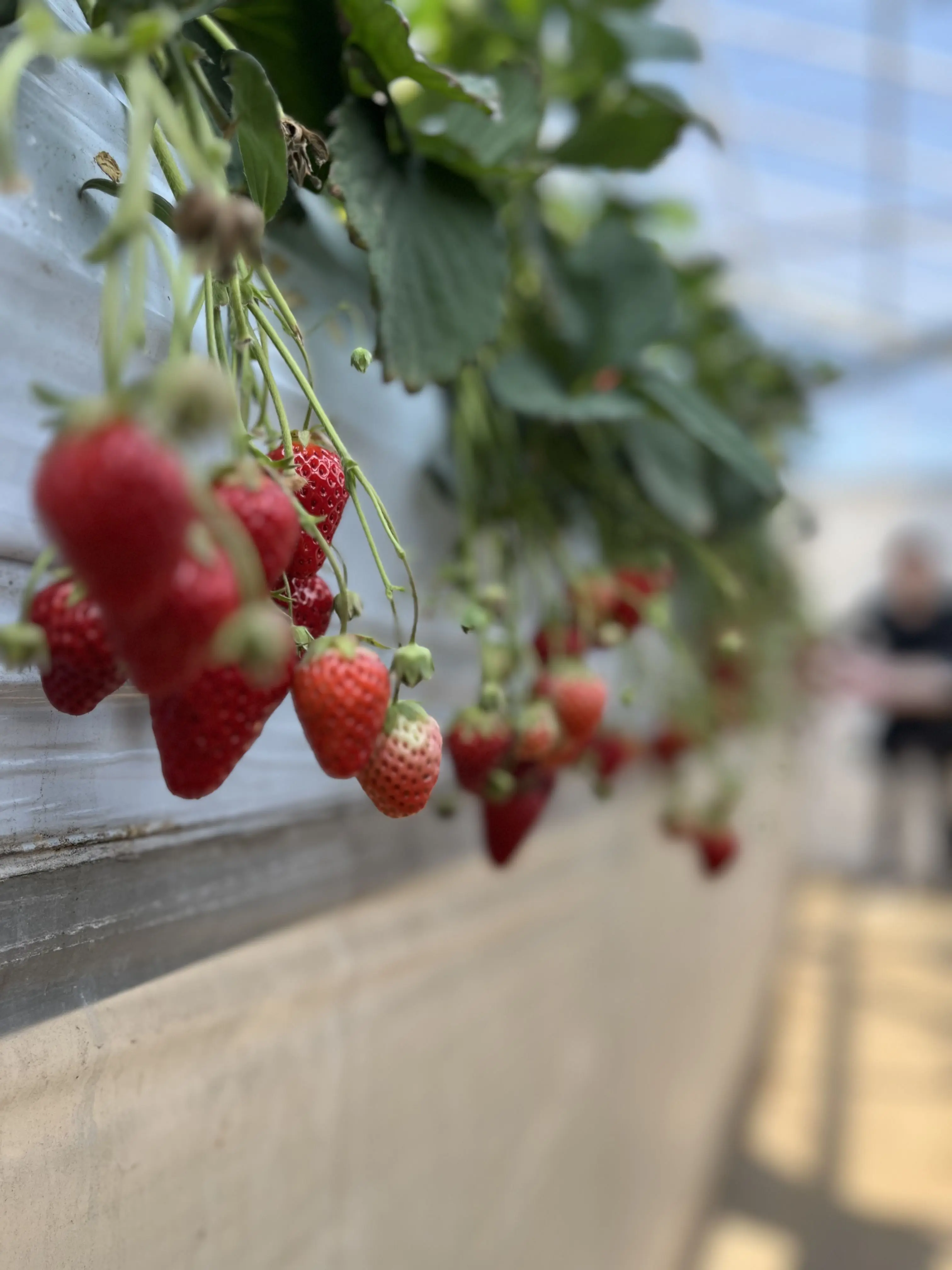 GoodCase3724의 韓国