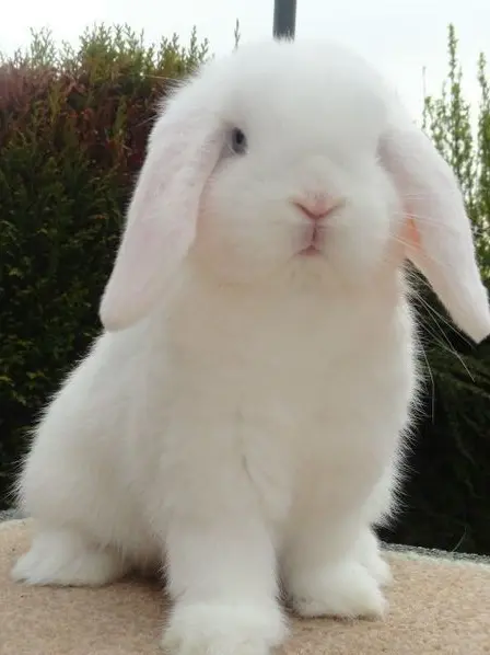 my_delusion의 시그마의 여친은 토끼 수인!