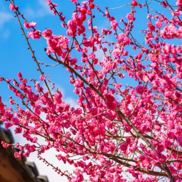 Qingming의 설레임 고등학교 ♤여우 있다;;♧