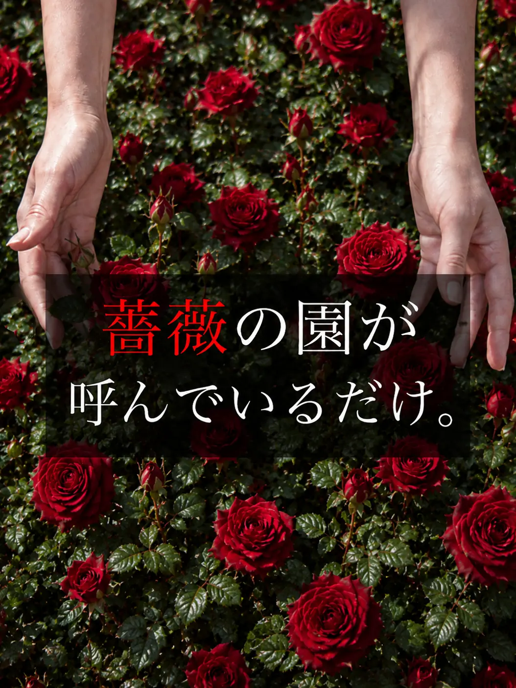 keloid의 薔薇の園が呼んでいるだけ。