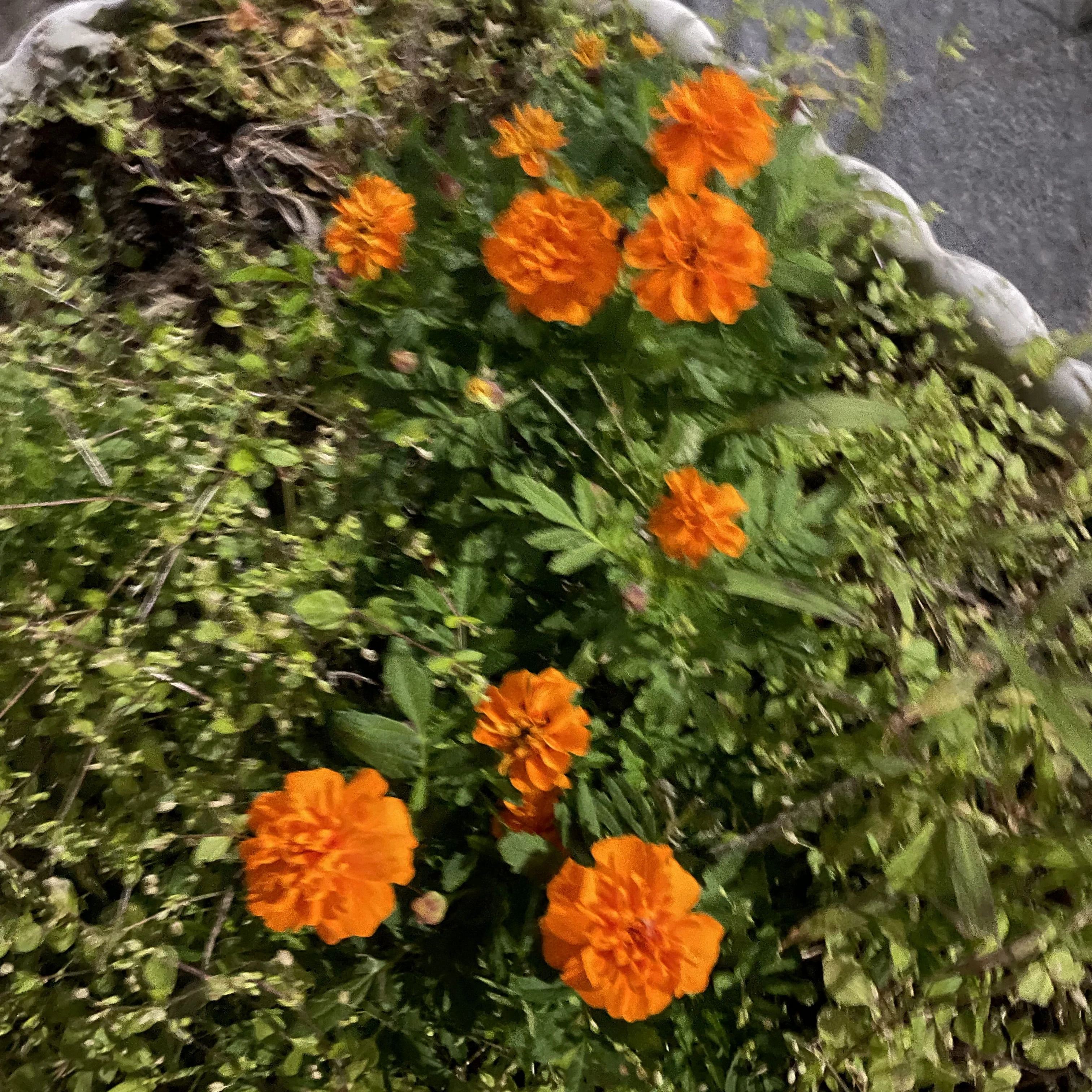 젤 순진한 애가.. 암살자라고?