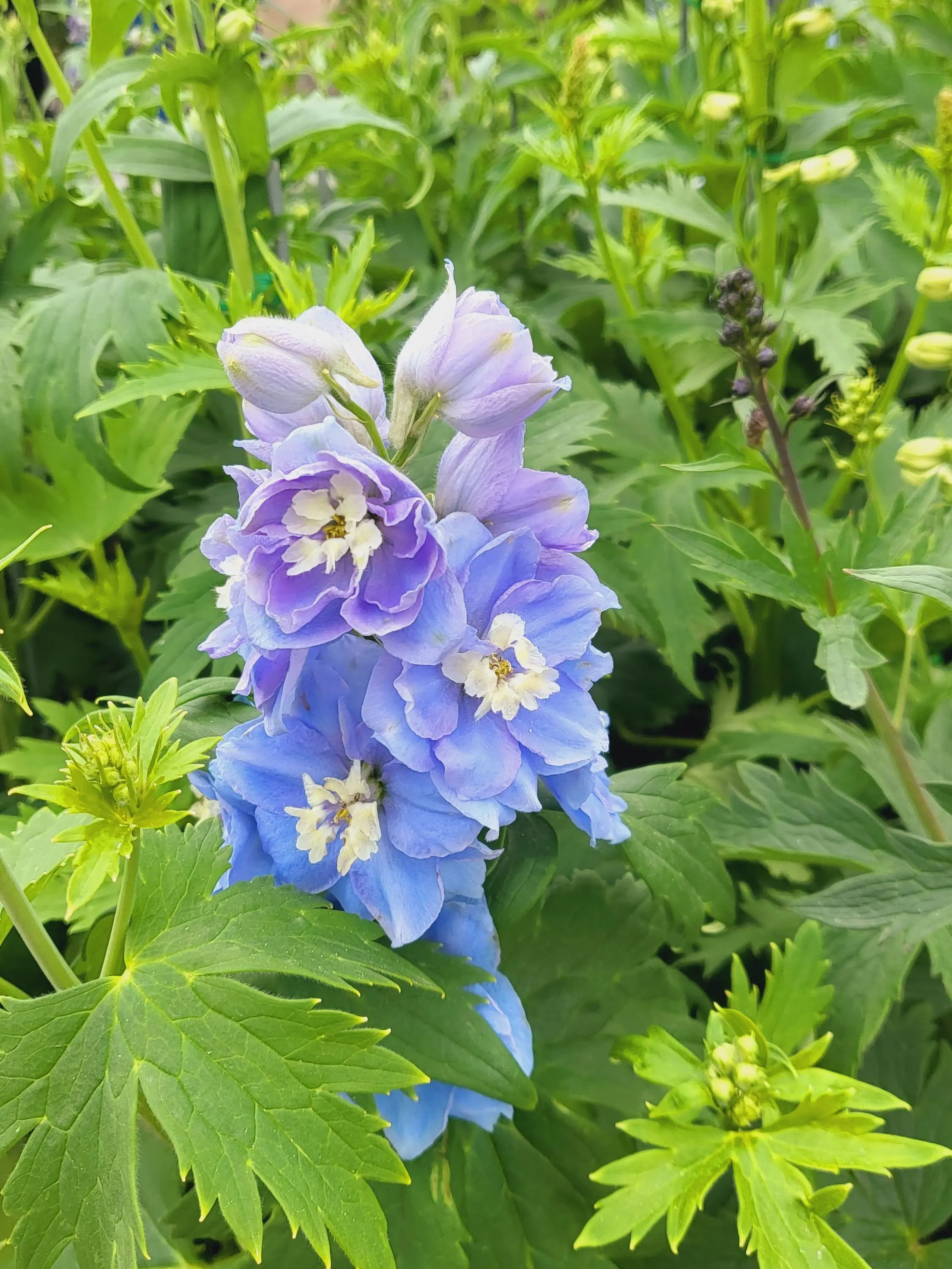 MS_Bing의 깨져버린 각경장의 수사학의 별..