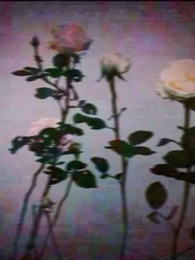 yumyumyumyumyumyumyumyumyumyum의 백세화 | 양천일