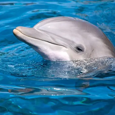 CrackBest의 돌고래