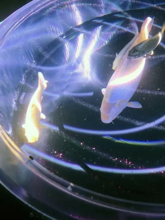 kim_Yan_sae의 岩泉肇