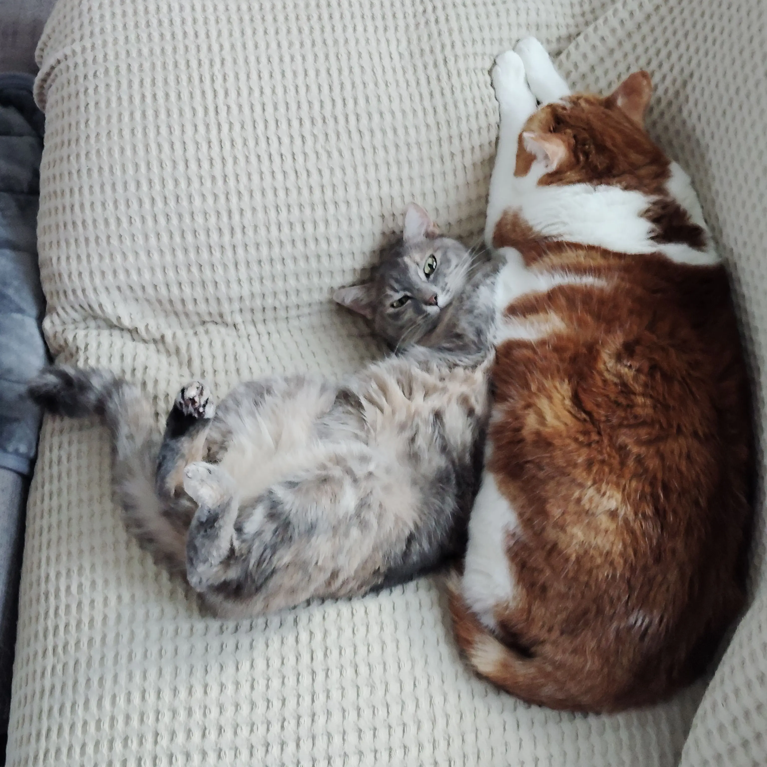 ShiftyApple1091의 チョコが暴れんぼちゃん！