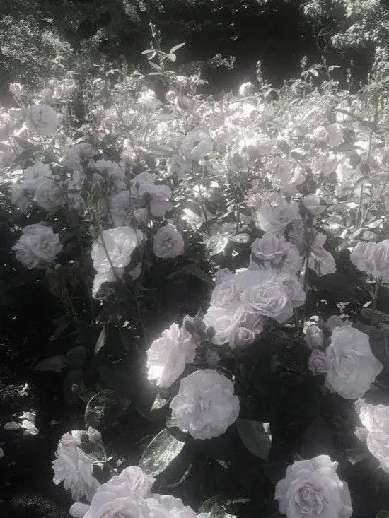 SACER_oxox의 ▪︎픽셀다이스_Pixeldise▪︎