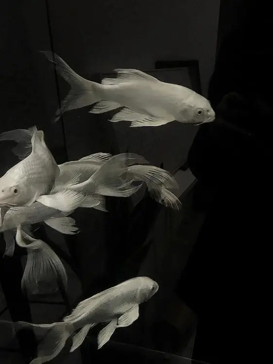 Hamm_ii의 ⋆.ೃ ✿ 𐦍.ೃ࿔*:･