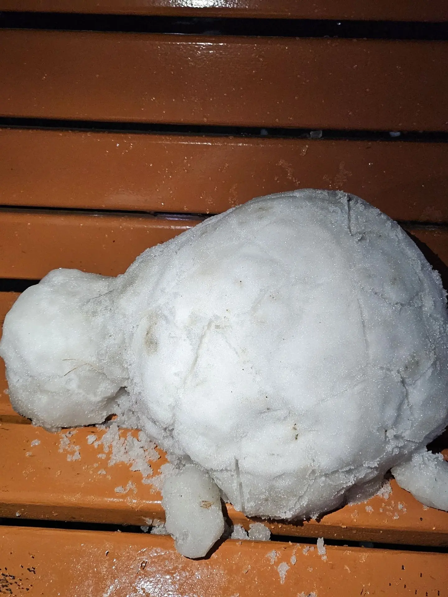 SwiftScale9577의 쌍둥이