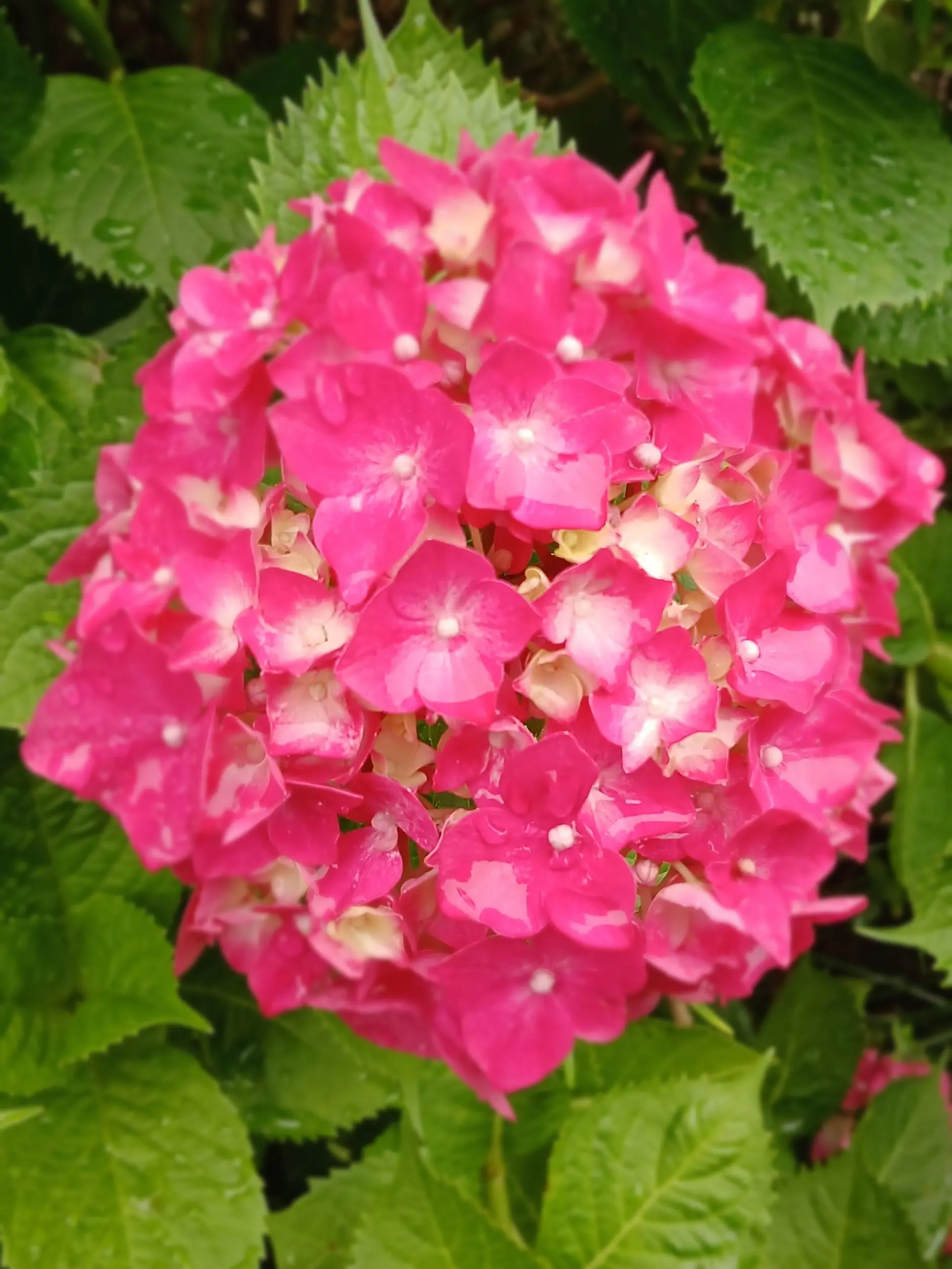 RawRose7300의 가치아쿠타+괴수8호