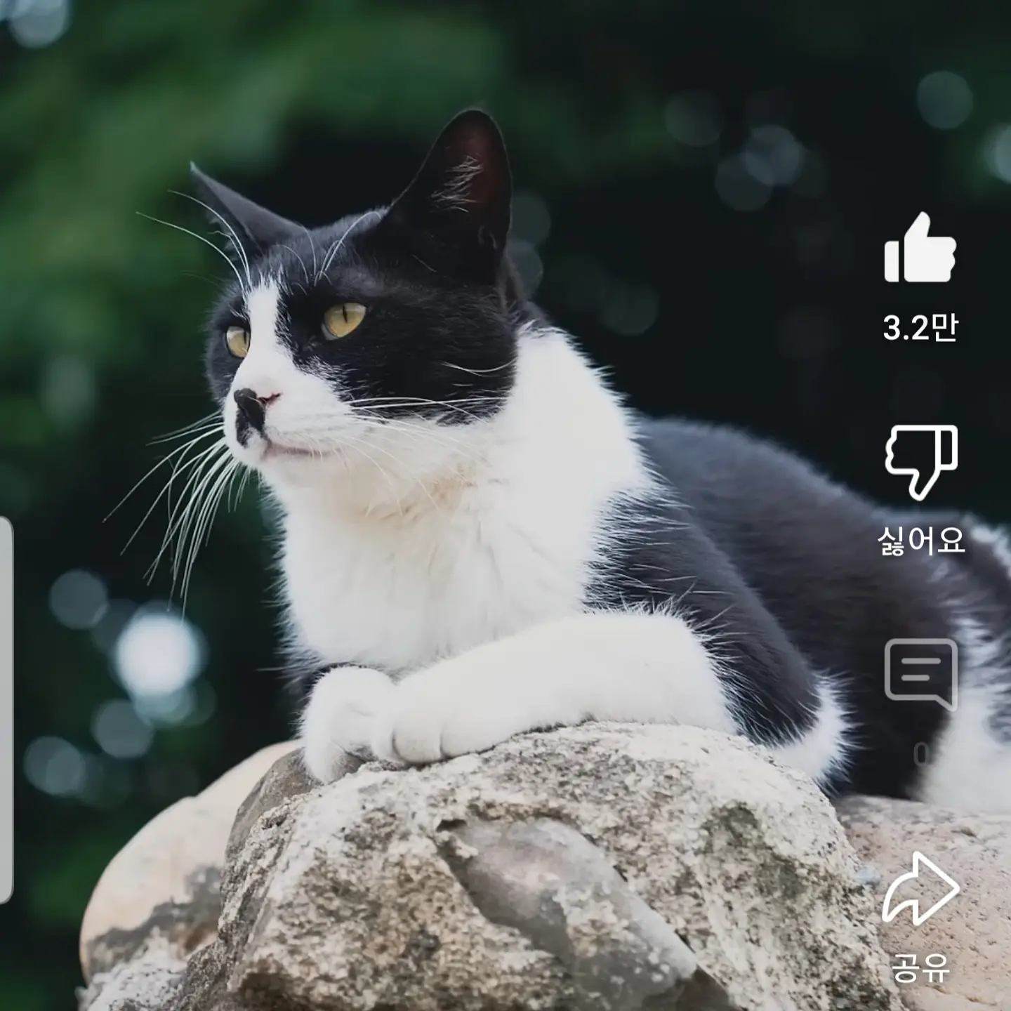 SharpWatch6402의 고양이 레오